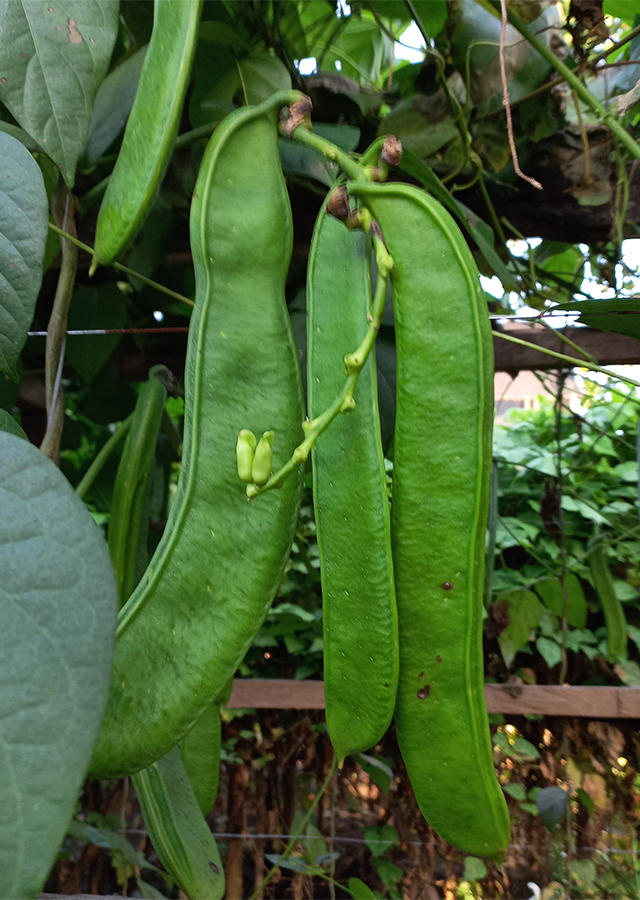 Kandungan Kacang Pedang Putih