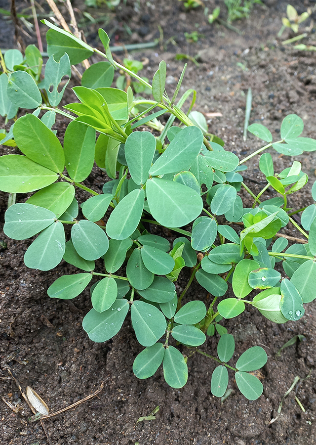Kandungan Kacang Tanah