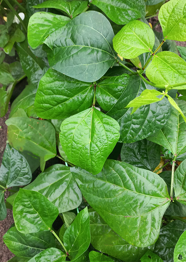 Kandungan Kacang Tunggak