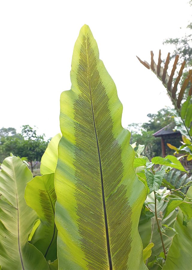 Kandungan Kadaka