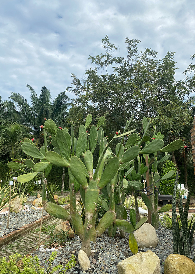 Kandungan Kaktus Centong