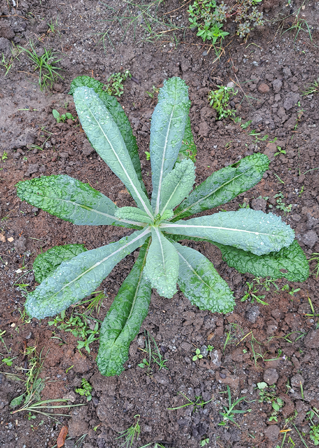 Kandungan Kale Lacinato