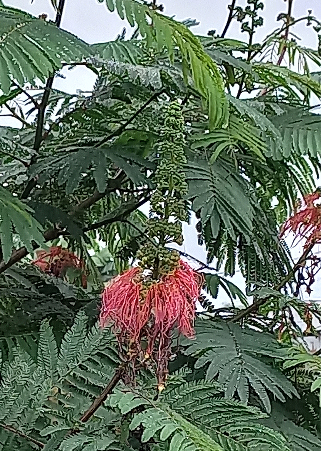 Ramuan Kaliandra Merah