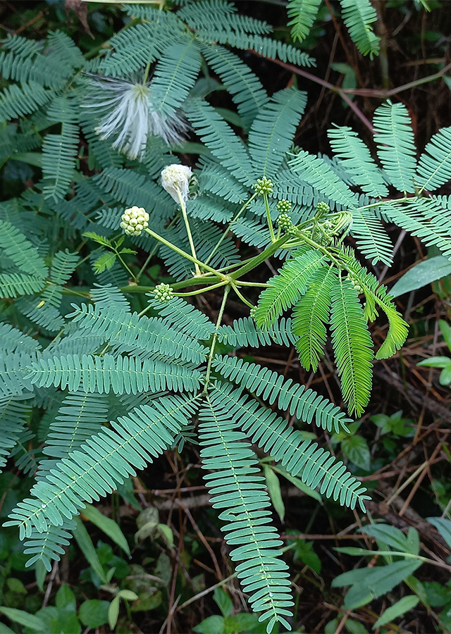 Ramuan Kaliandra Putih