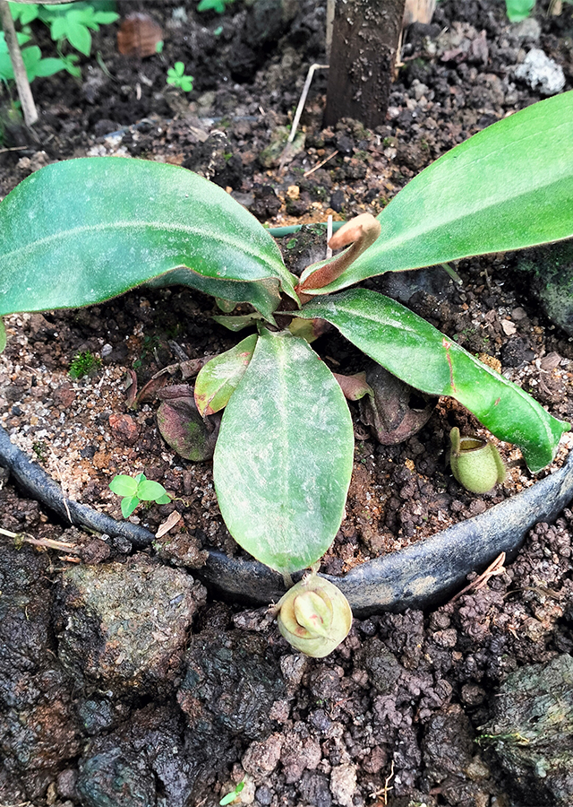 Kandungan Kantung Semar Termos