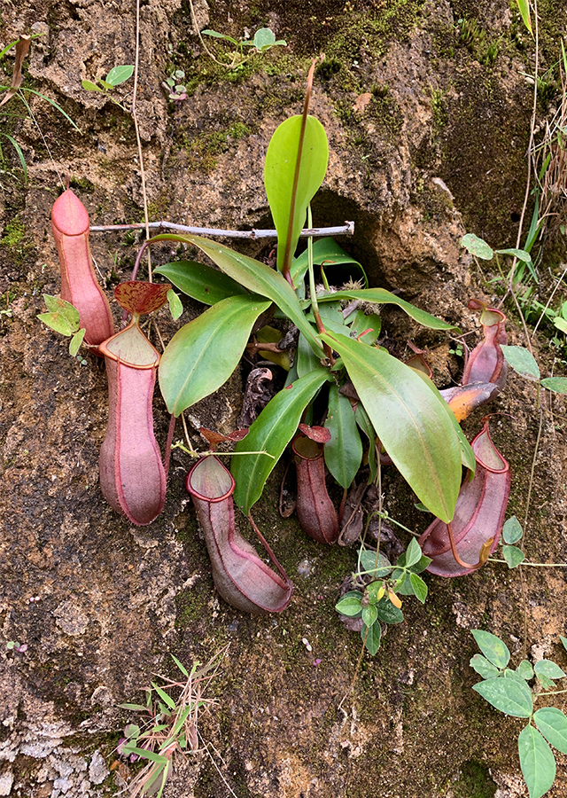 Kandungan Kantung Semar