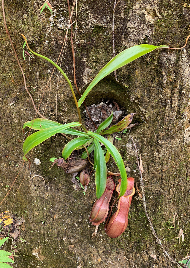Ramuan Kantung Semar