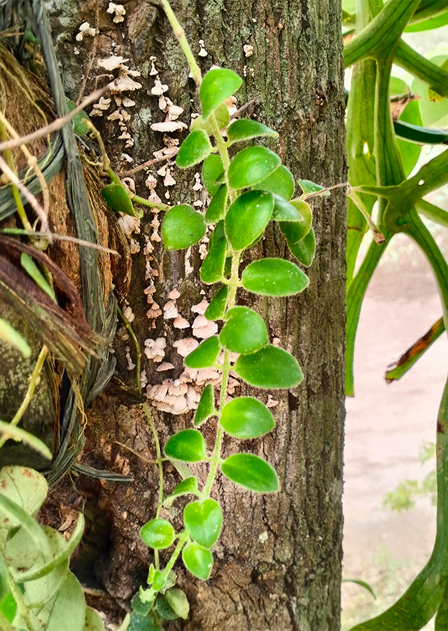 Ramuan Kapalan