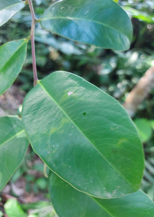 Kandungan Kayu Gaharu