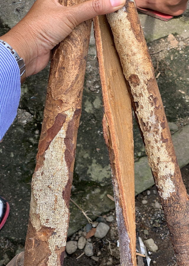 Ramuan Kayu Raru