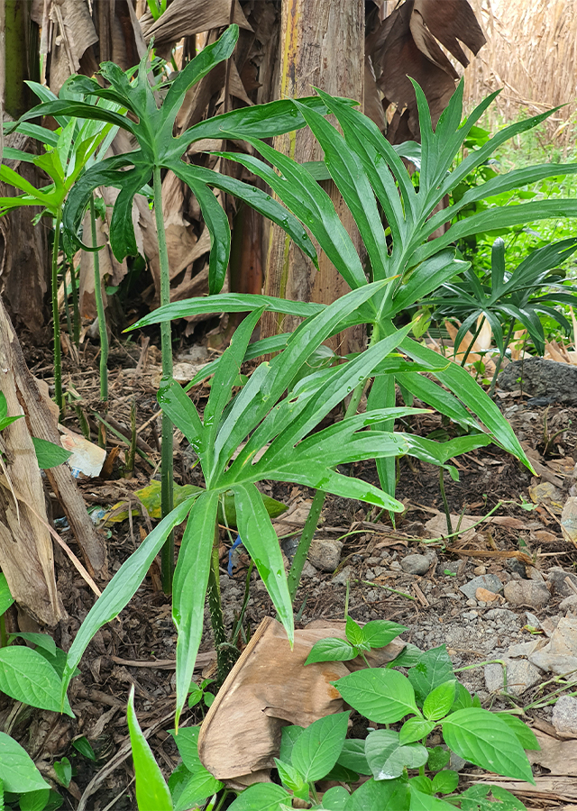 Ramuan Keladi Duri