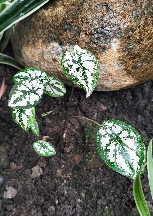 Kandungan Keladi Liliput