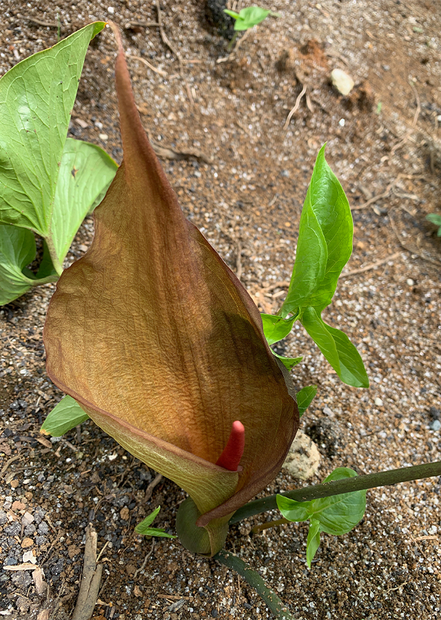 Ramuan Keladi Puyuh