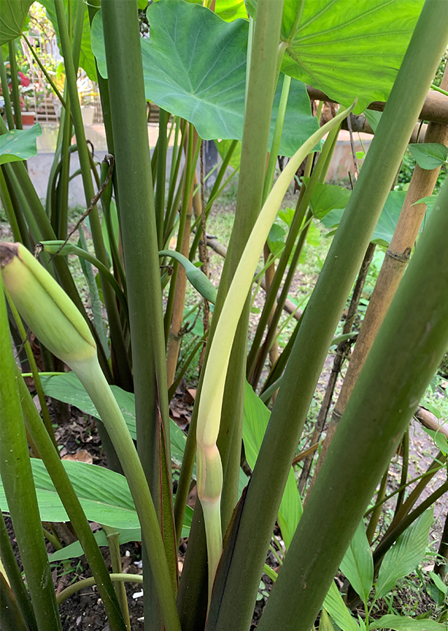 Kandungan Keladi