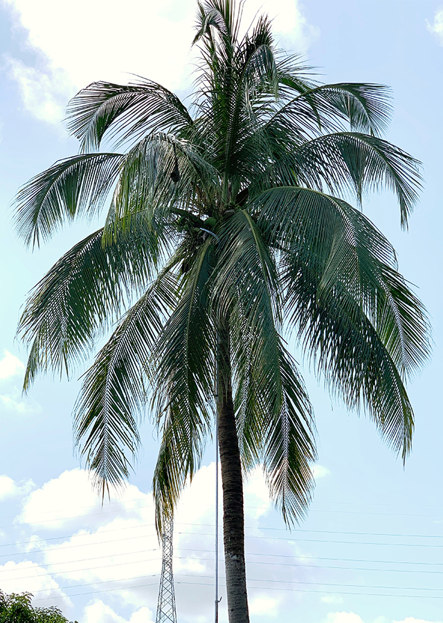 Kandungan Kelapa