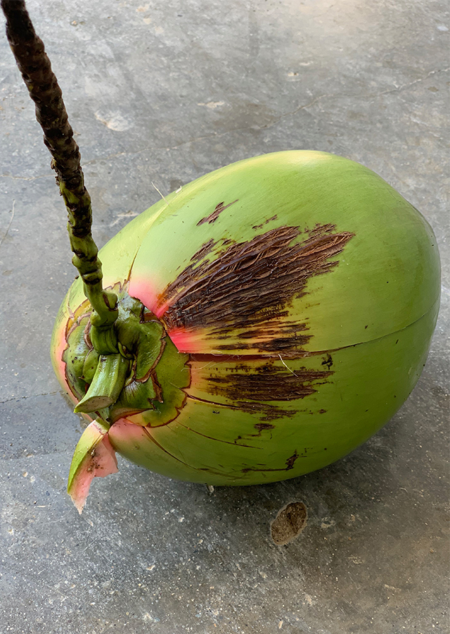Ramuan Kelapa