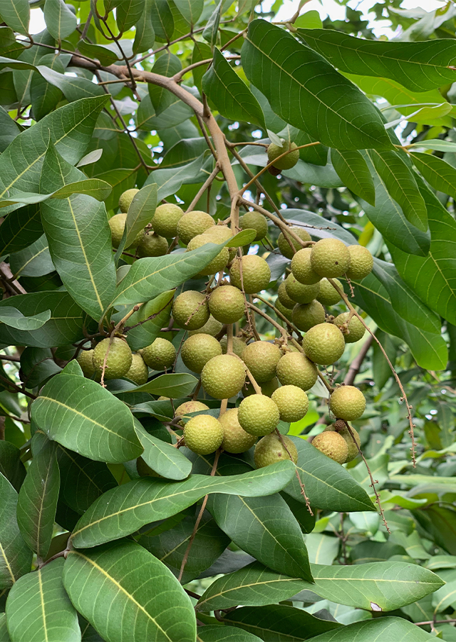 Kandungan Kelengkeng