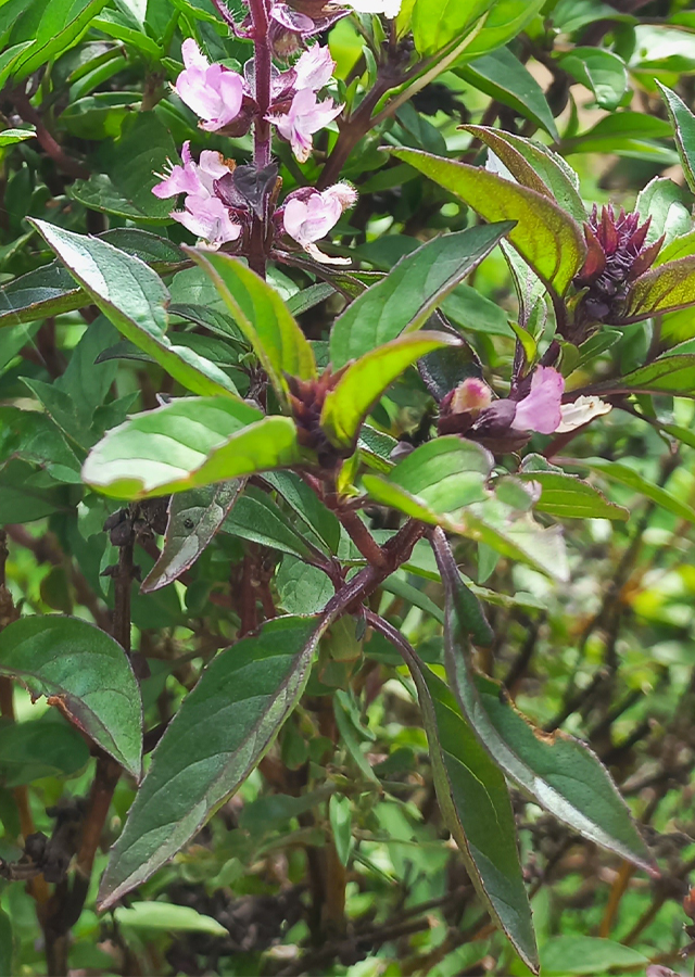 Ramuan Kemangi Thailand