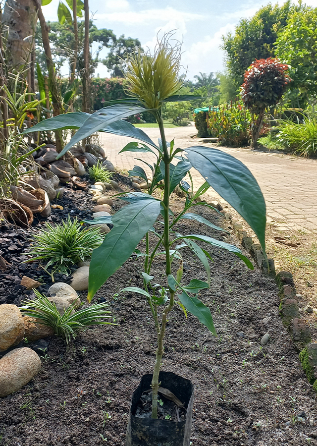 Kandungan Kembang Emas