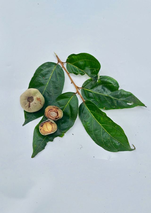 Kandungan Kemenyan