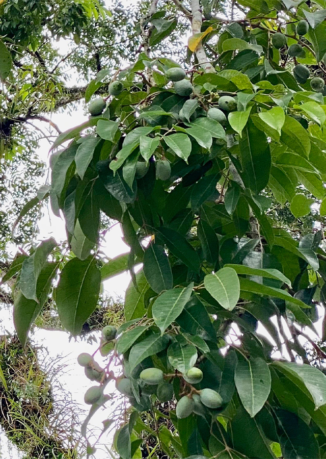 Kandungan Kenari