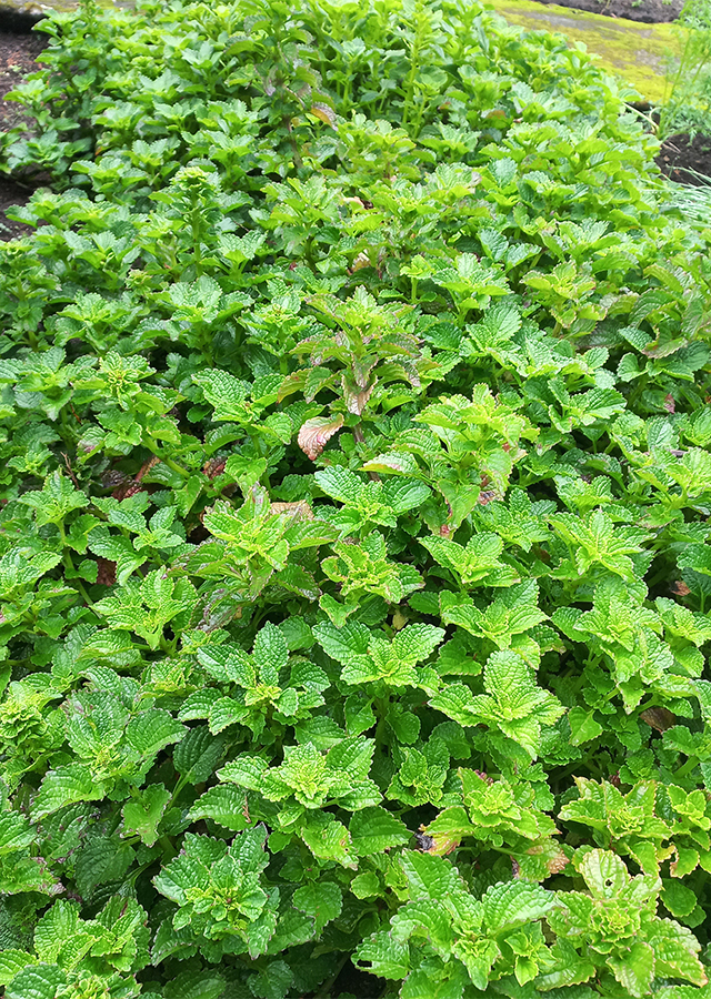 Ramuan Kentang Hitam