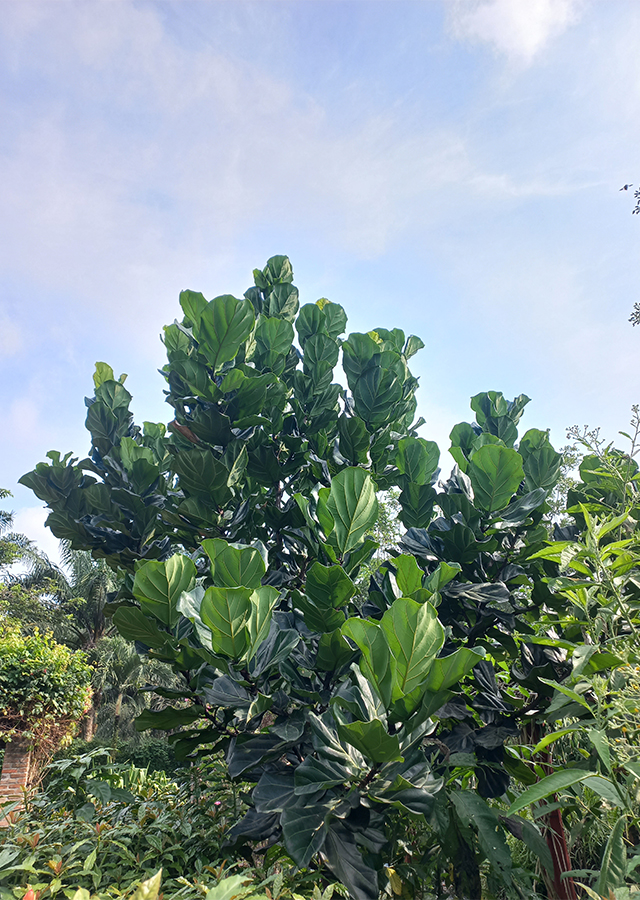 Ramuan Ketapang Biola