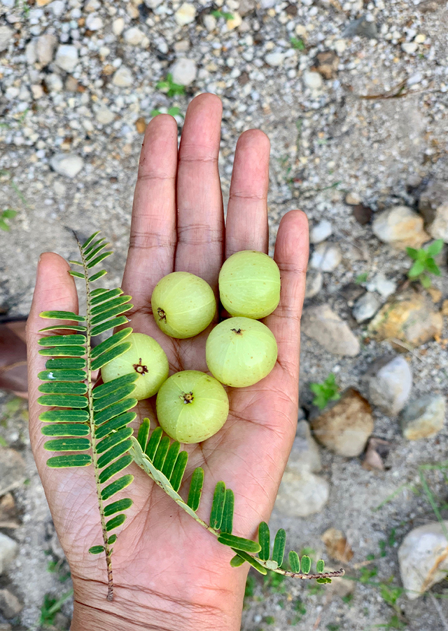 Kandungan Kimalaka