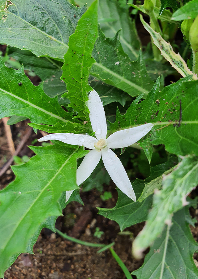 Kandungan Kitolod