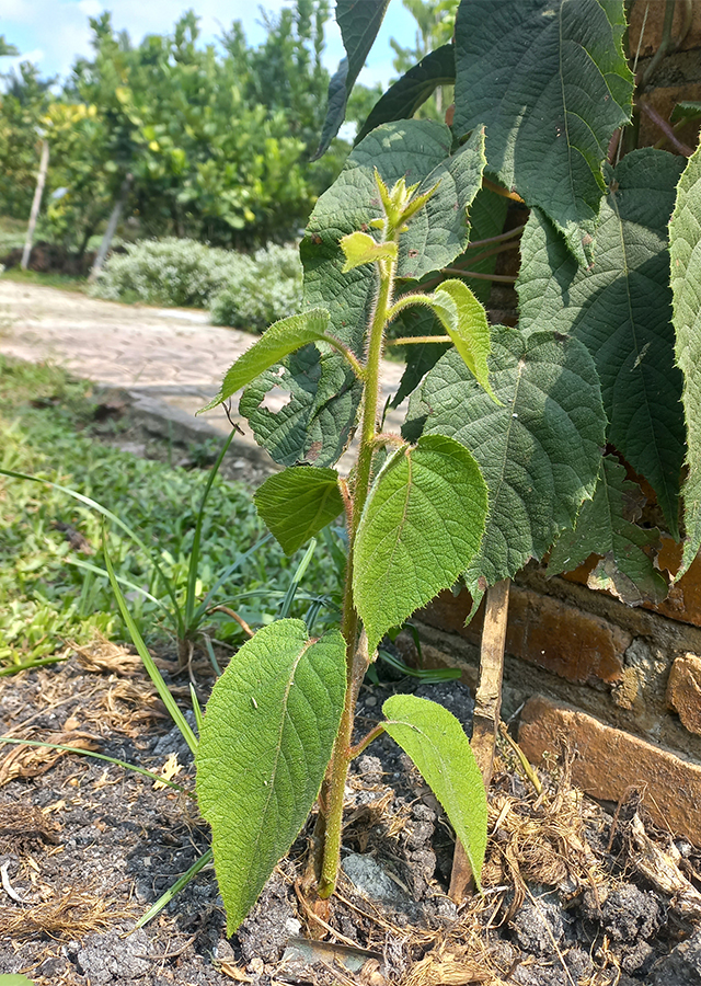 Kandungan Kiwi