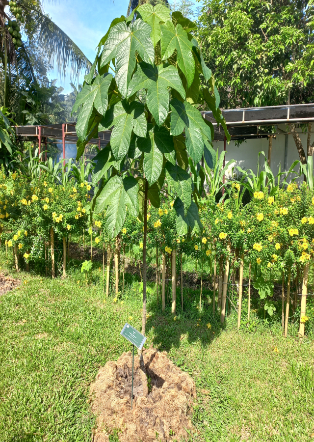 Kandungan Kluwek