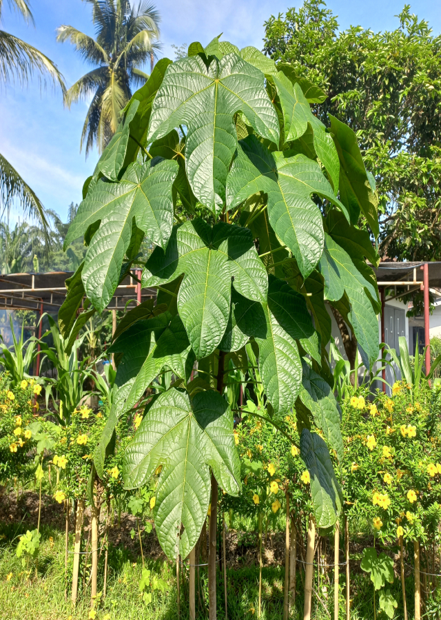 Penyebaran Kluwek