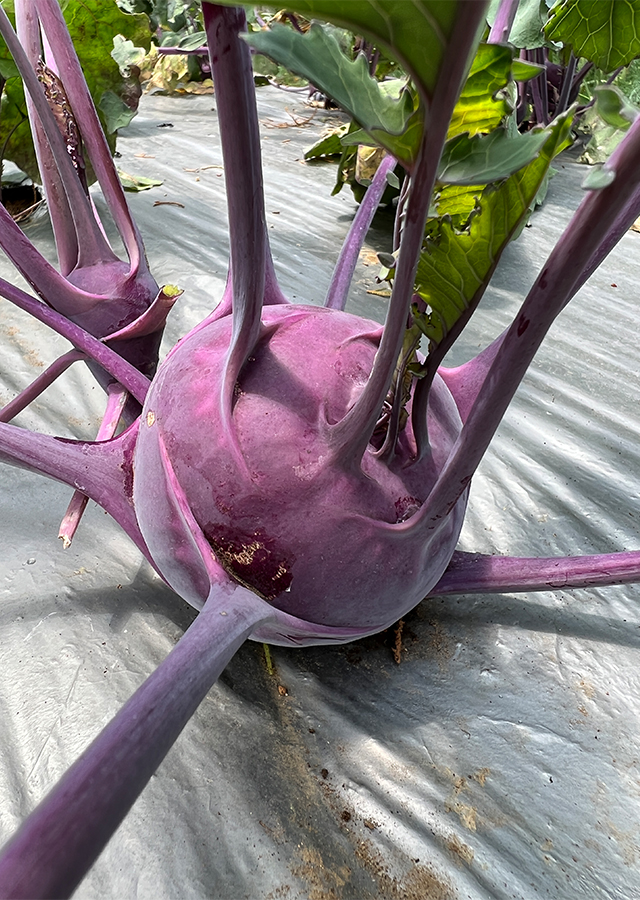 Kandungan Kohlrabi