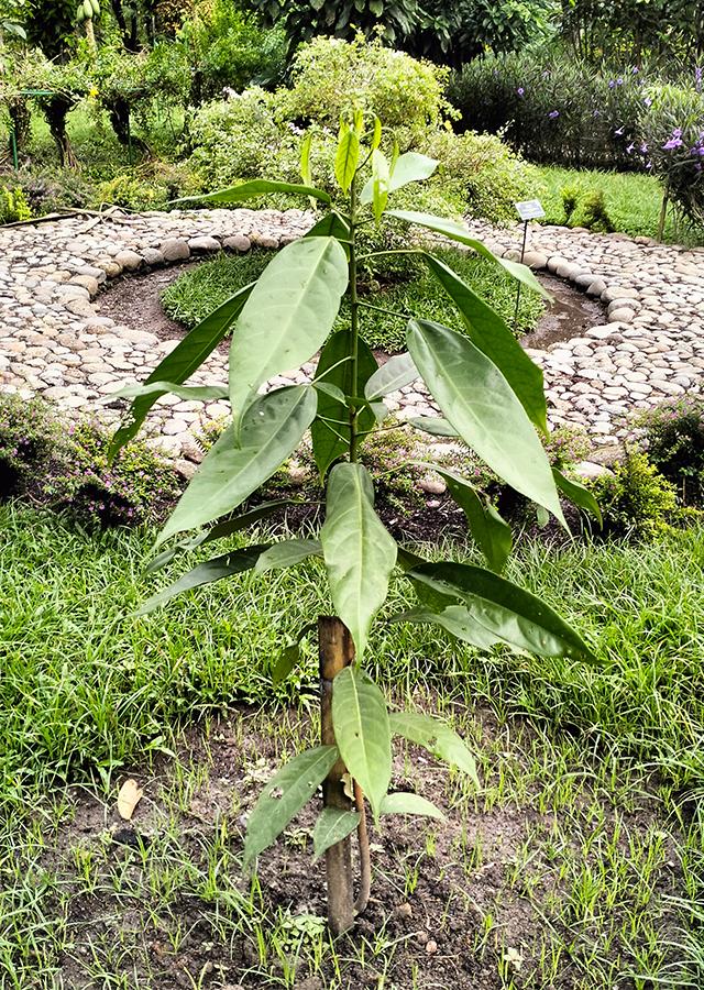 Kandungan Kola