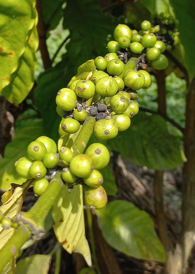 Kandungan Kopi Excelsa