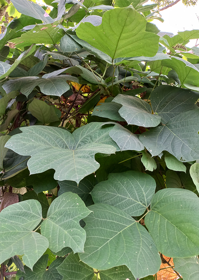 Kandungan Kudzu