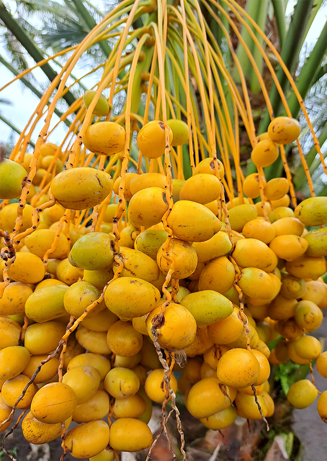 Kandungan Kurma
