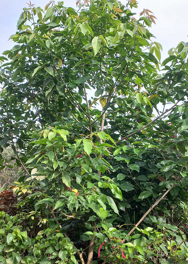 Ramuan Laban
