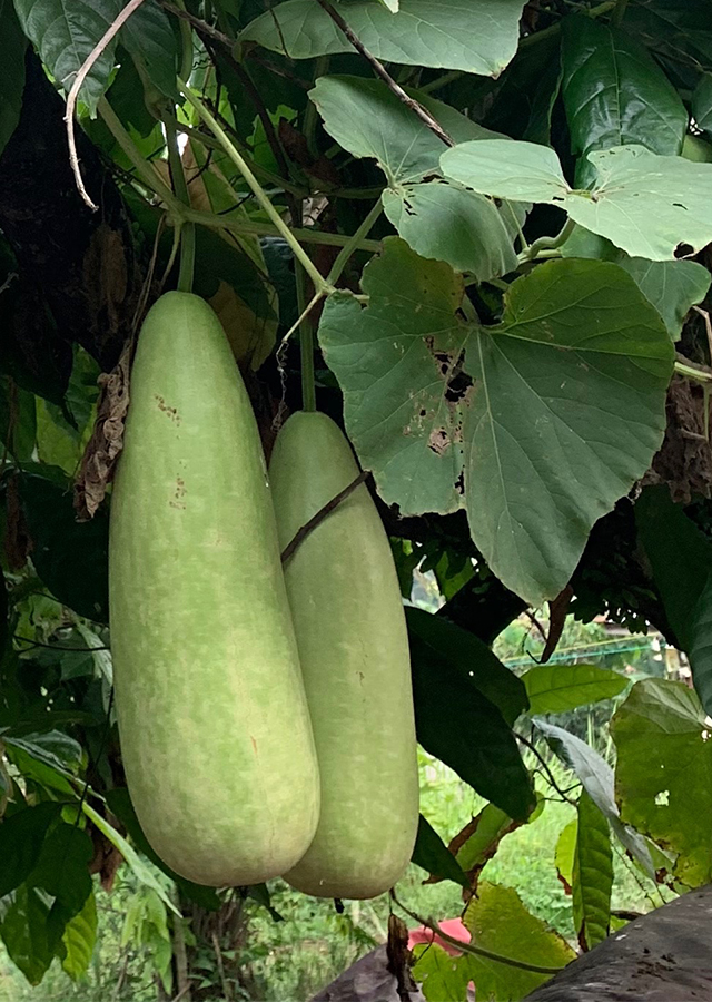 Kandungan Labu Air dan Labu Botol