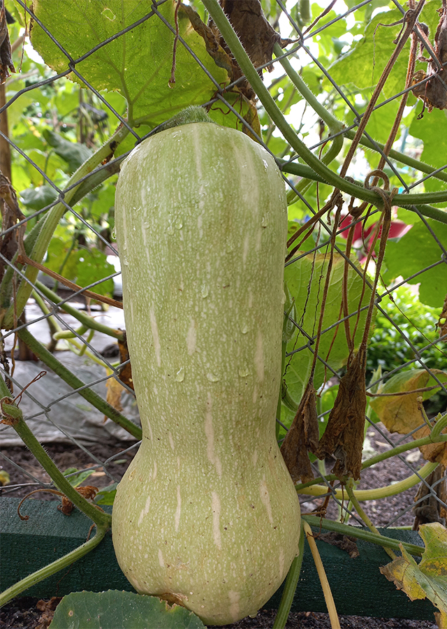 Ramuan Labu Madu 'Butternut'