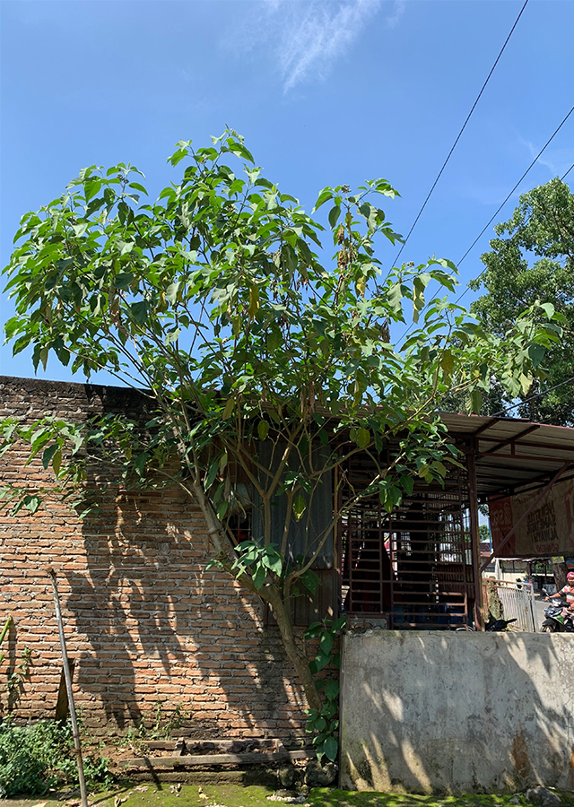 Ramuan Lancing