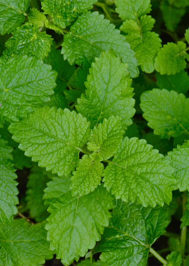 Kandungan Lemon Balm