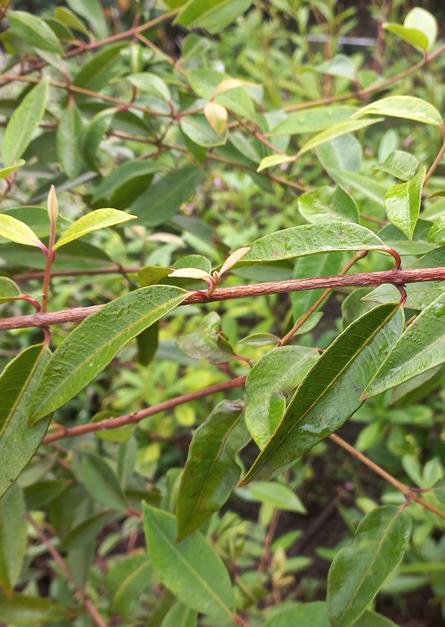 Kandungan Lemon Myrtle