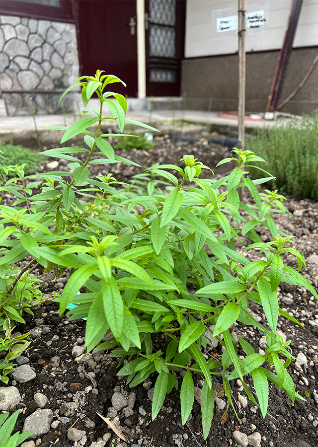 Kandungan Lemon Verbena