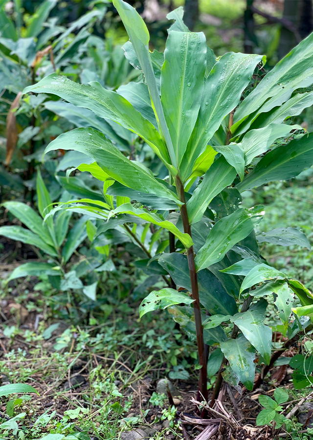 Ramuan Lempuyang Hitam