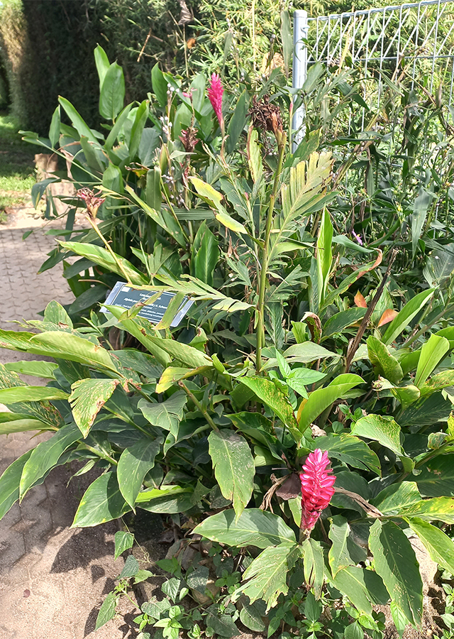 Kandungan Lengkuas Merah