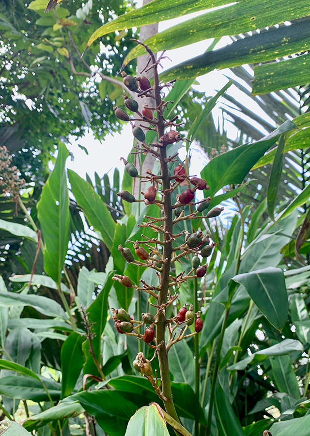 Kandungan Lengkuas