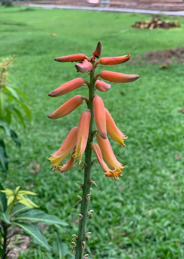 Ramuan Lidah Buaya