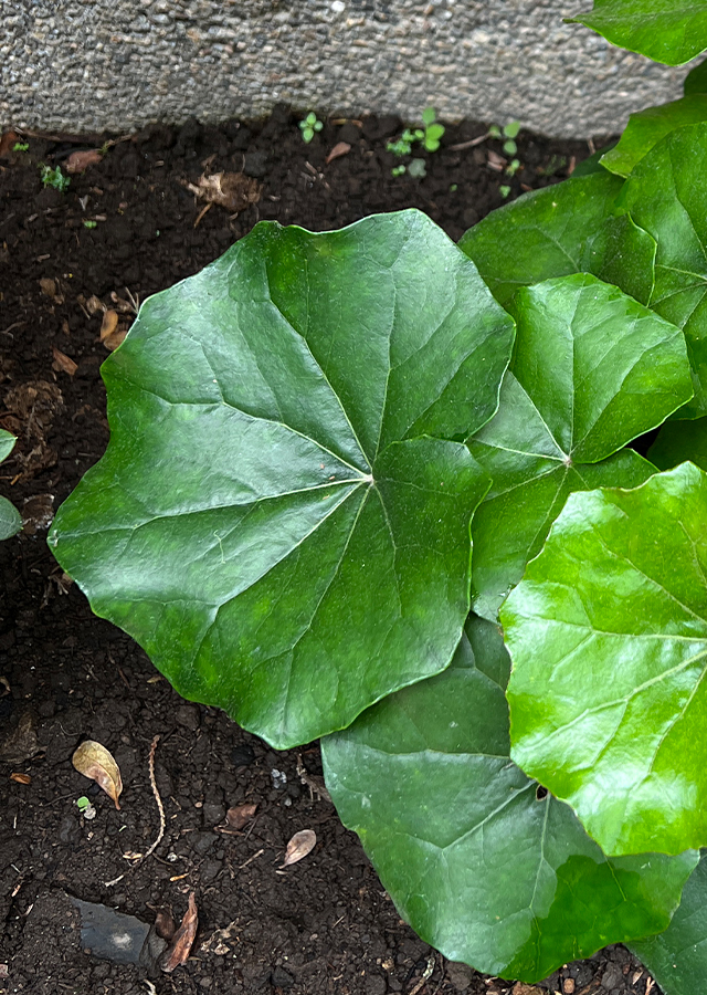 Ramuan Ligularia