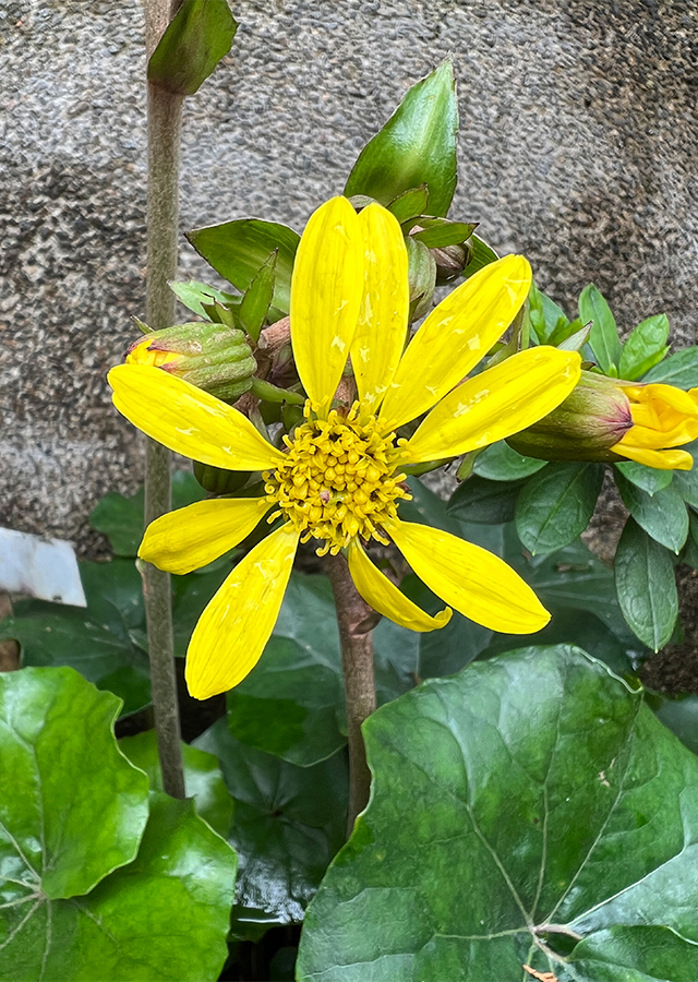 Penyebaran Ligularia